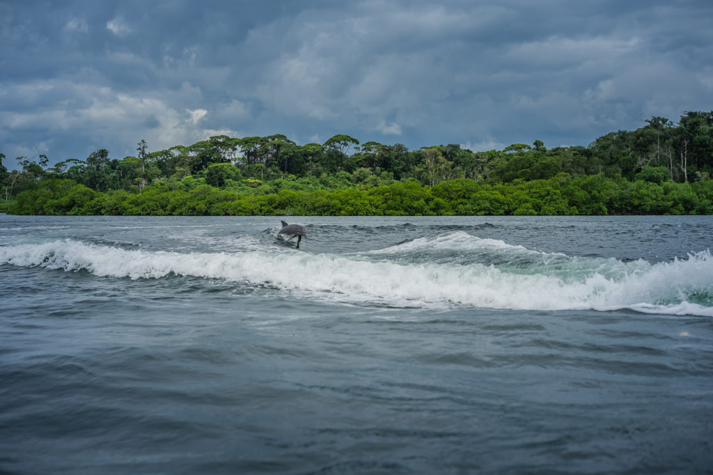 Delfíni skotačící ve vlnách u ostrova Bastimentos