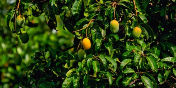 jak vypěstovat mango