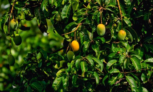 jak vypěstovat mango