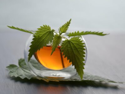 Kopřivový čaj z čerstvých listů