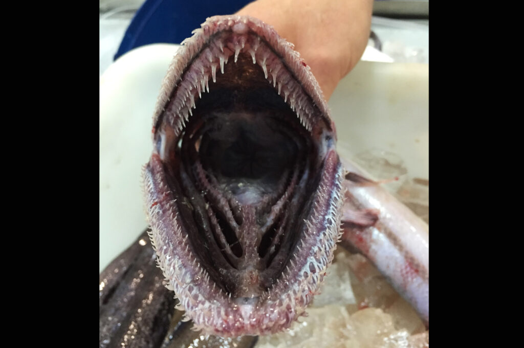 Ryba z pekla zuby
