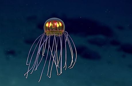 Medúzy ufo