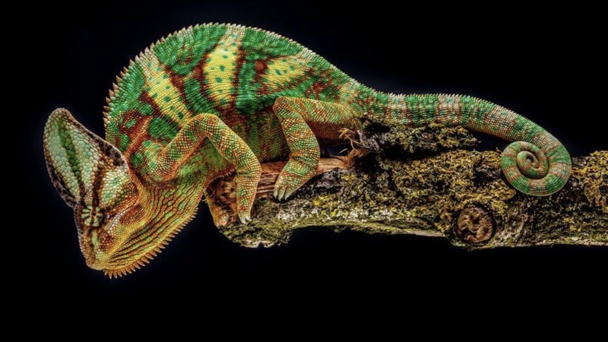 Chameleon Jemenský, jak správně na jeho chov?