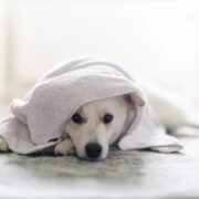 pes a ručník