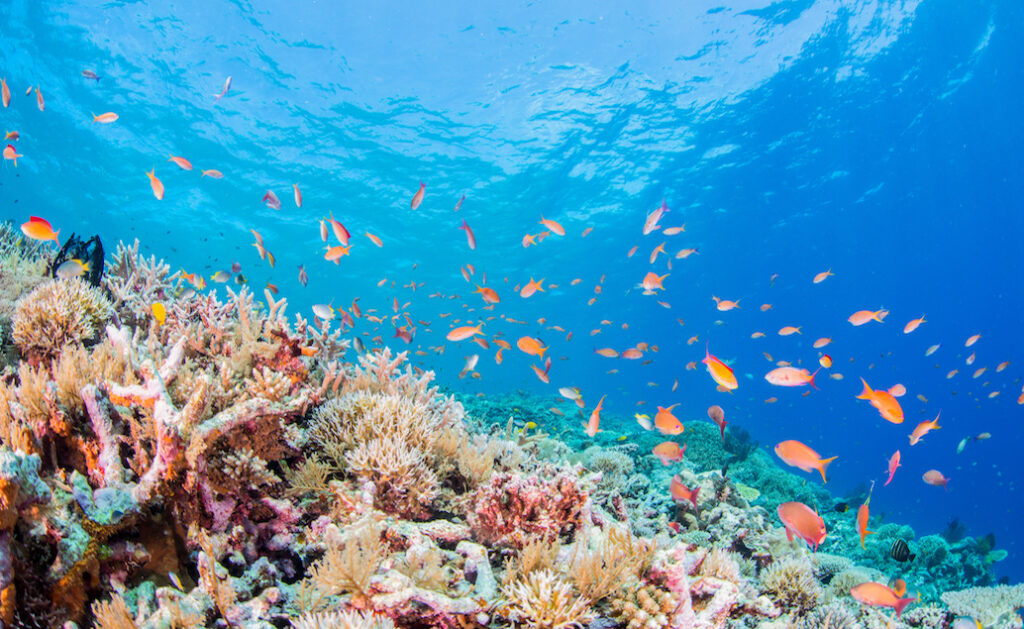Nejlepší potápěčské lokality - Bariérový útes