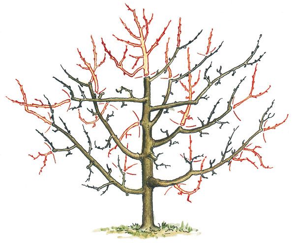 Hlavní chyby při stříhání ovocných stromů: Jak na to?
